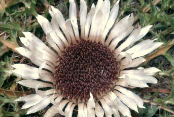 210920_Web_News_Blume